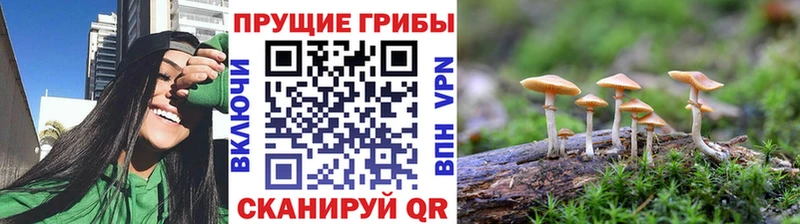 Галлюциногенные грибы Psilocybe  Купить  Котово 